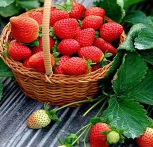 完整国产免费水莓100